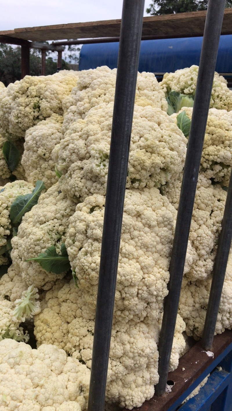 瑞安市登明蔬菜专业合作社