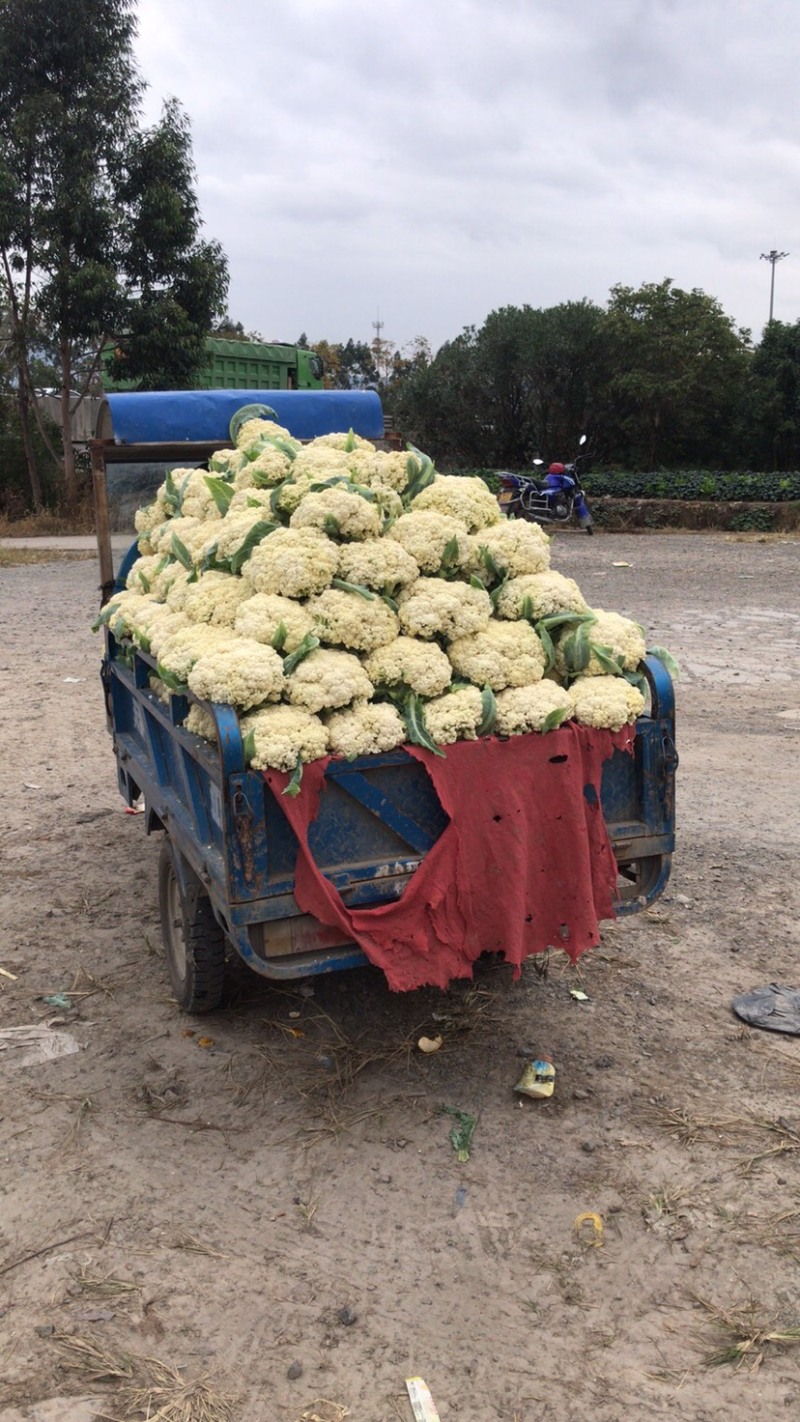瑞安市登明蔬菜专业合作社