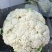 瑞安市登明蔬菜专业合作社