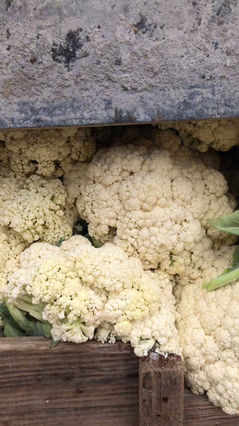 瑞安市登明蔬菜专业合作社