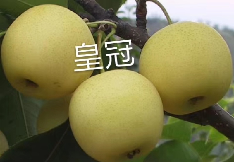 皇冠梨树苗，栽上第二年就开花结果，2年生移栽杜梨根系嫁接