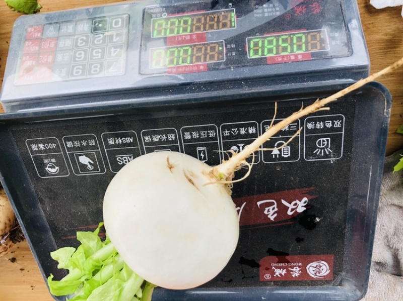 四川简阳禾丰镇长期供应泥巴圆萝卜2000斤起批