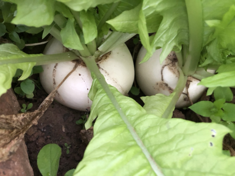 四川简阳禾丰镇长期供应泥巴圆萝卜2000斤起批
