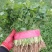 【香菜】实力精品大叶香菜大量上市品质保证量大从优