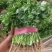 【香菜】实力精品大叶香菜大量上市品质保证量大从优
