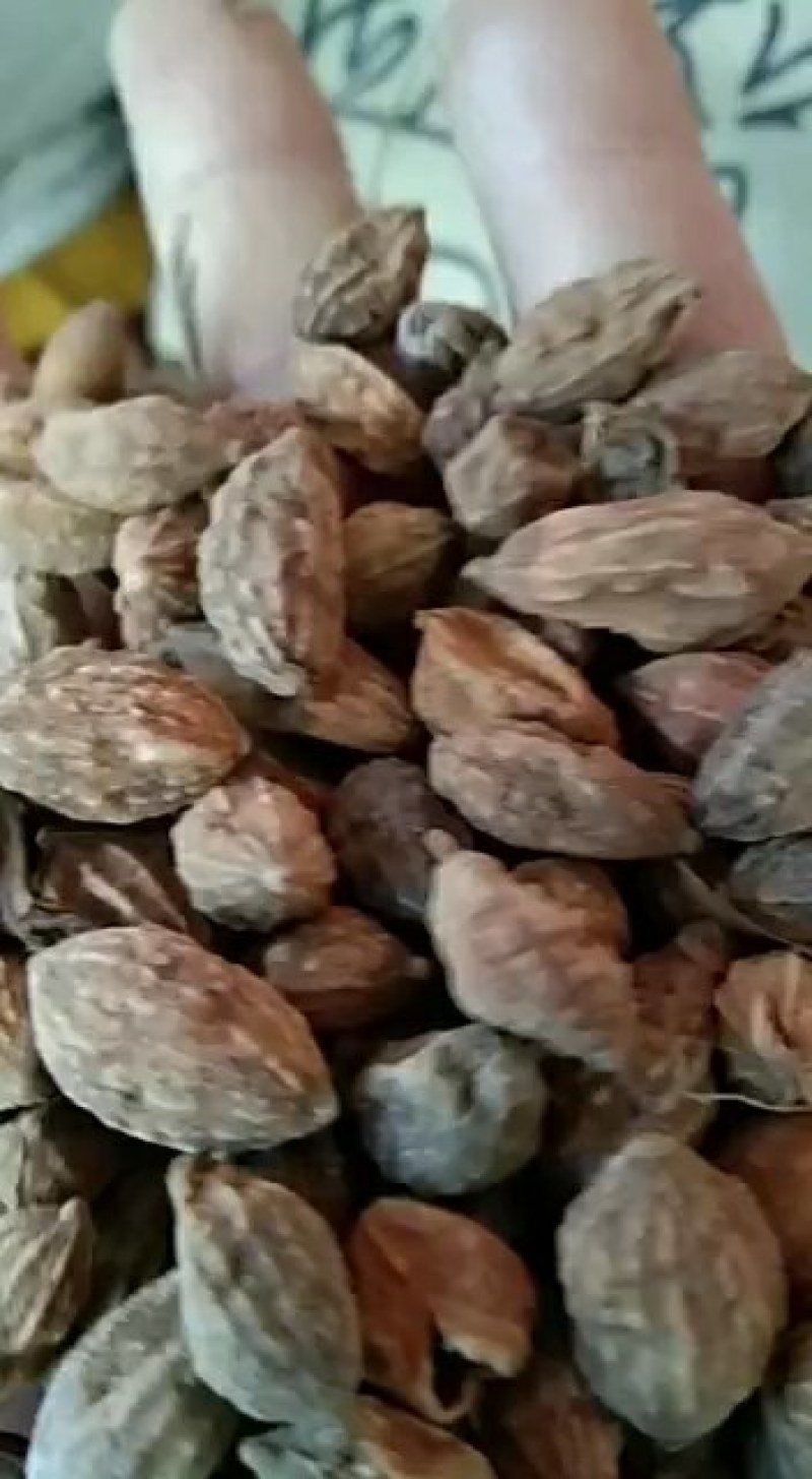 砂仁，圆砂仁，长砂仁，大量上市，批发零售，质优价美