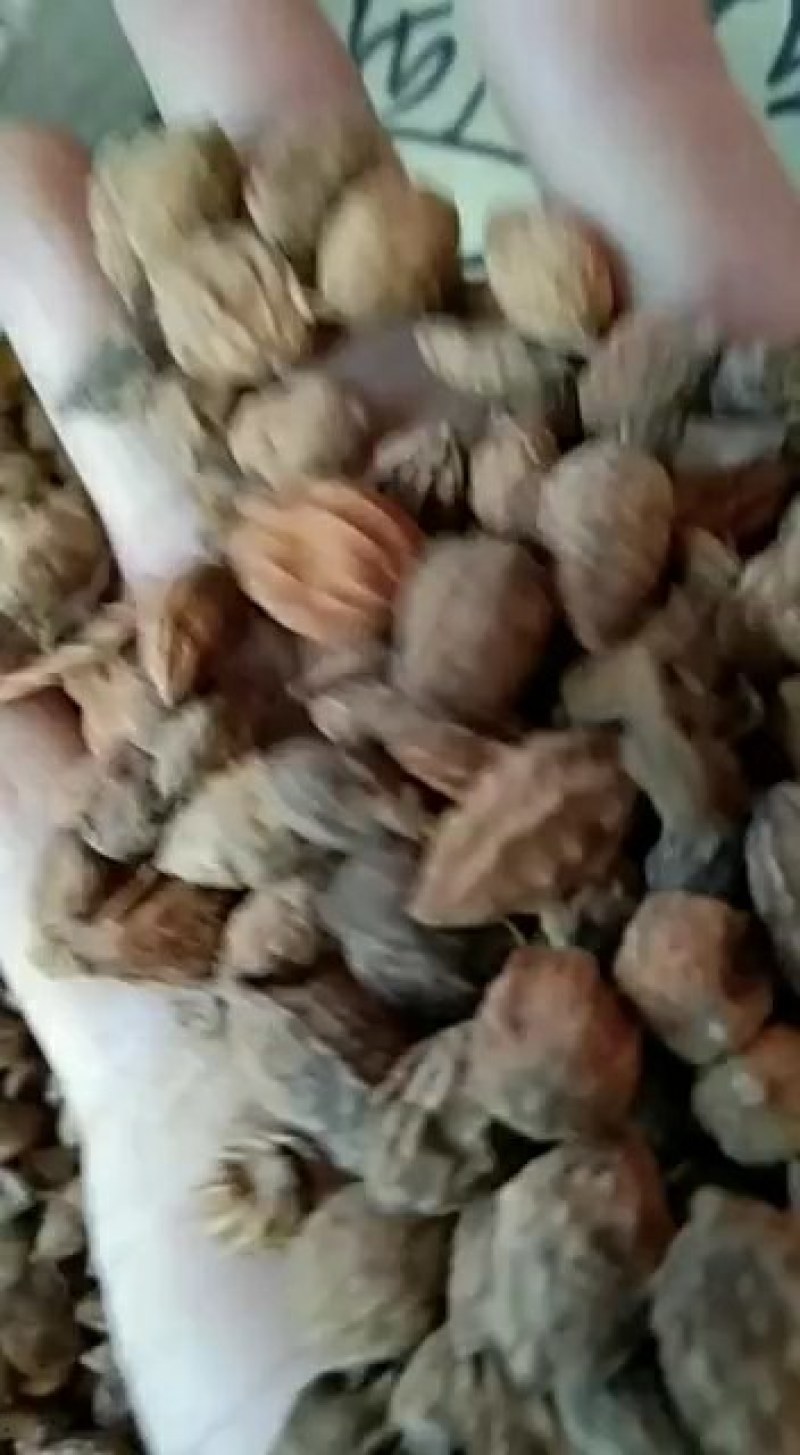 砂仁，圆砂仁，长砂仁，大量上市，批发零售，质优价美