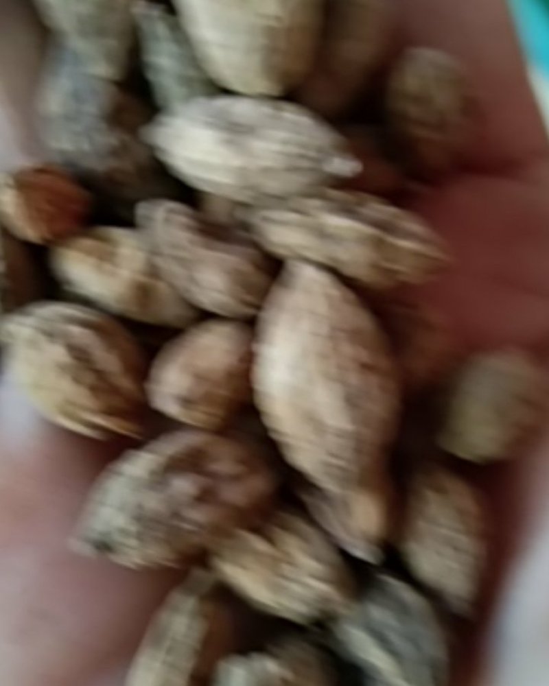 砂仁，圆砂仁，长砂仁，大量上市，批发零售，质优价美