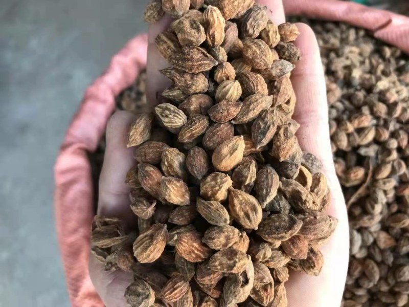 砂仁，圆砂仁，长砂仁，大量上市，批发零售，质优价美