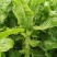 本地莴笋三青莴笋，大量上市，欢迎选购，量大质优。