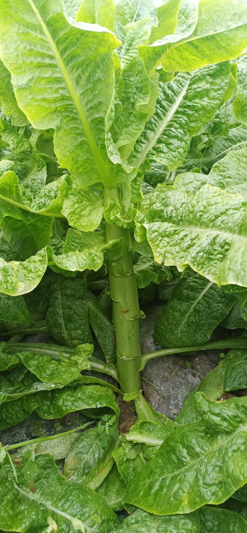 本地莴笋三青莴笋，大量上市，欢迎选购，量大质优。