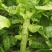 本地莴笋三青莴笋，大量上市，欢迎选购，量大质优。