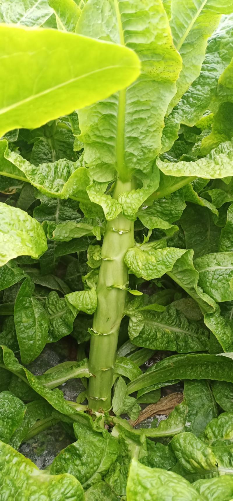 本地莴笋三青莴笋，大量上市，欢迎选购，量大质优。