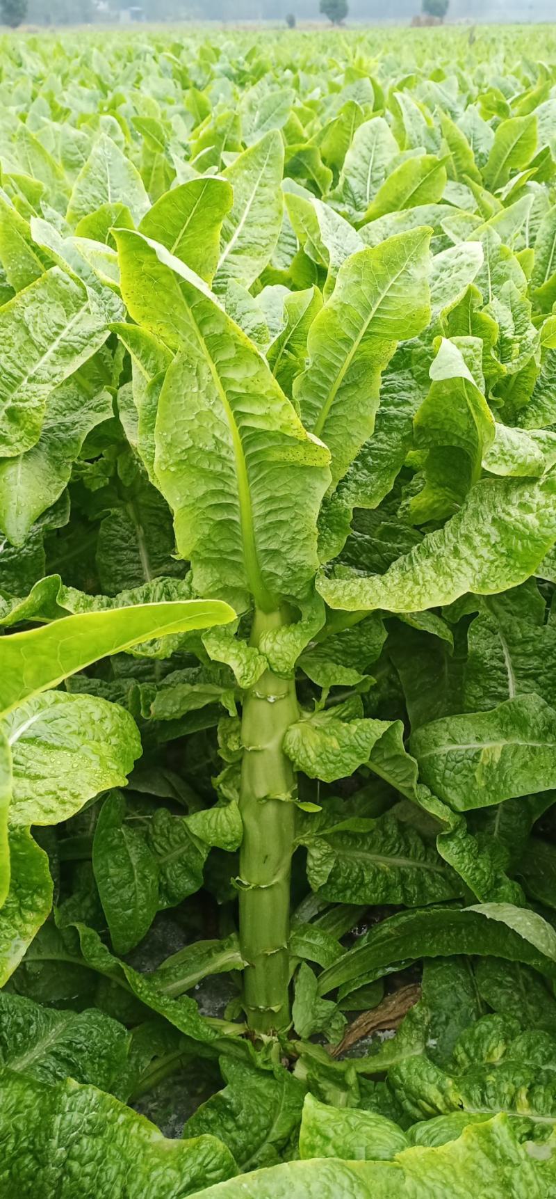 本地莴笋三青莴笋，大量上市，欢迎选购，量大质优。