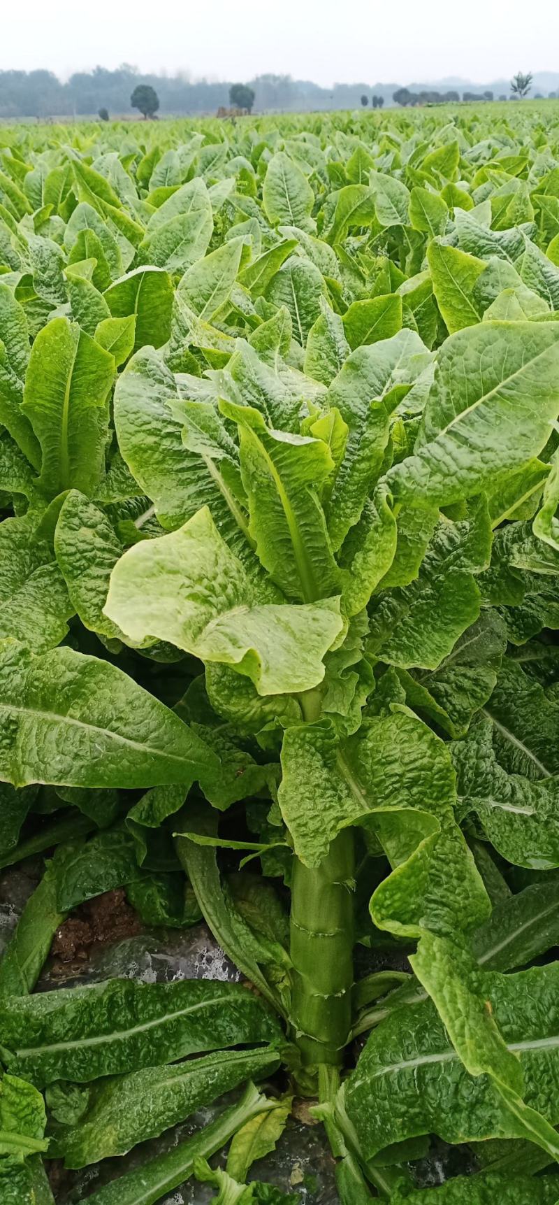 本地莴笋三青莴笋，大量上市，欢迎选购，量大质优。