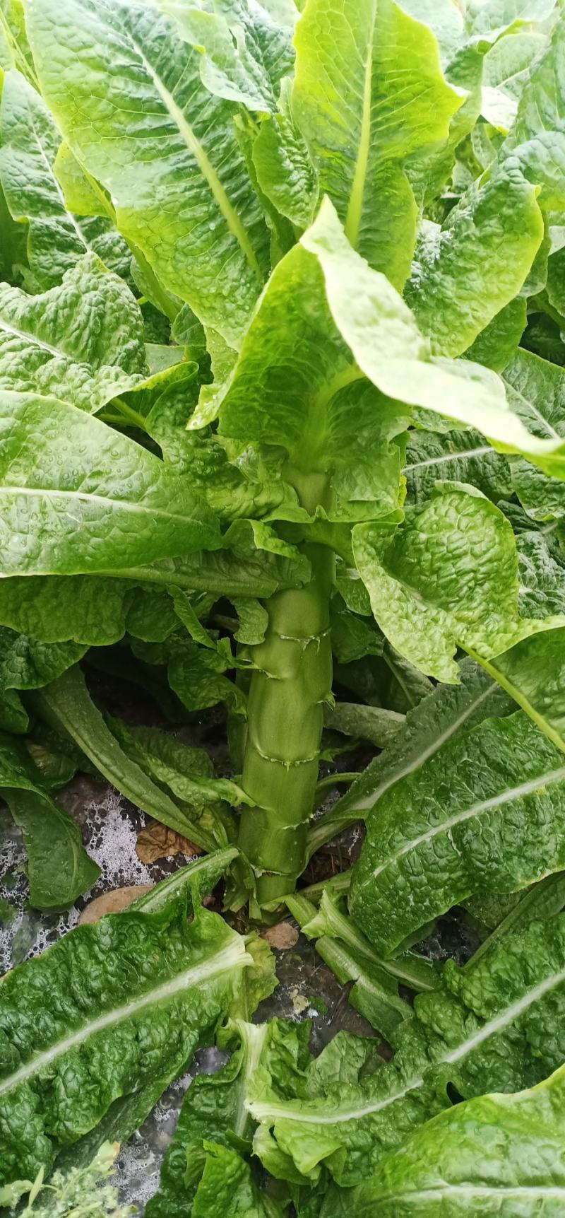 本地莴笋三青莴笋，大量上市，欢迎选购，量大质优。