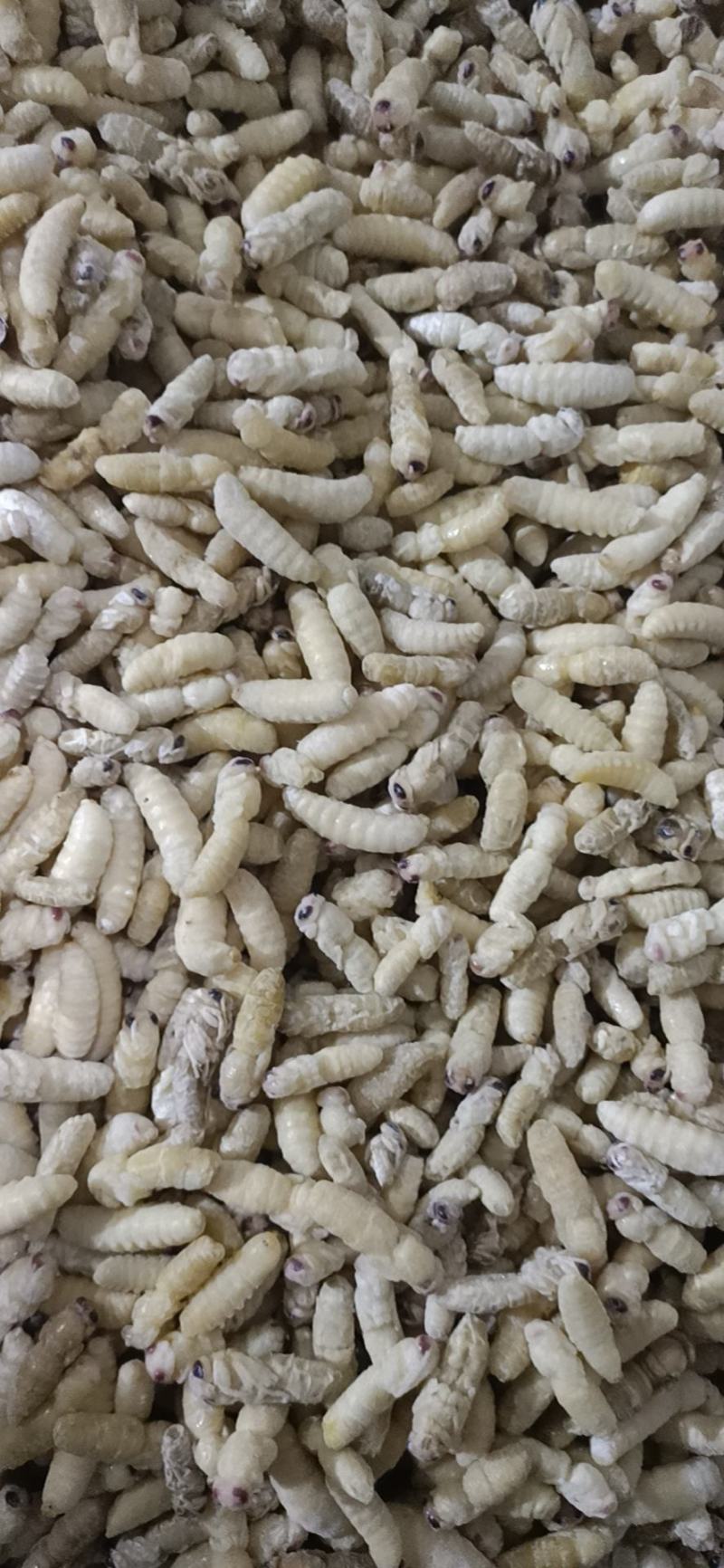 树蜂一级二级混合生冻熟冻蜂蛹，生冻，熟冻，蒸货