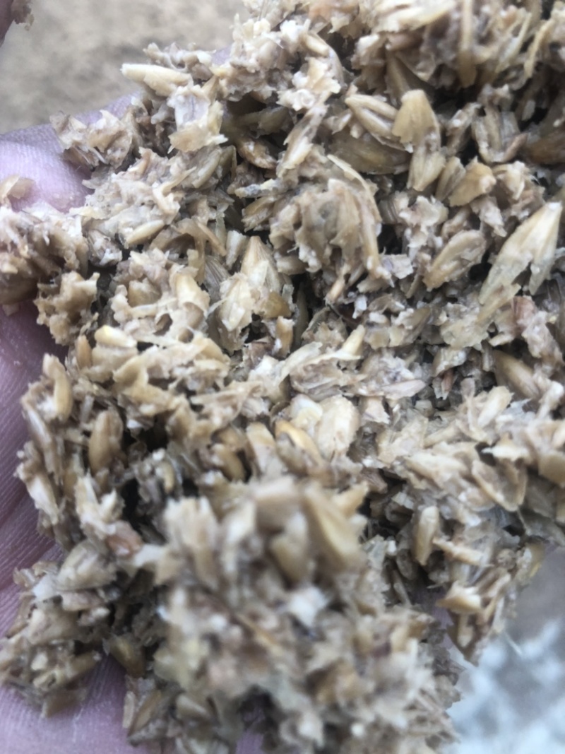 新鲜啤酒渣，长期供应各类养殖场