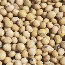 安徽大豆中等大颗粒质量保证6.6蛋白在42左右