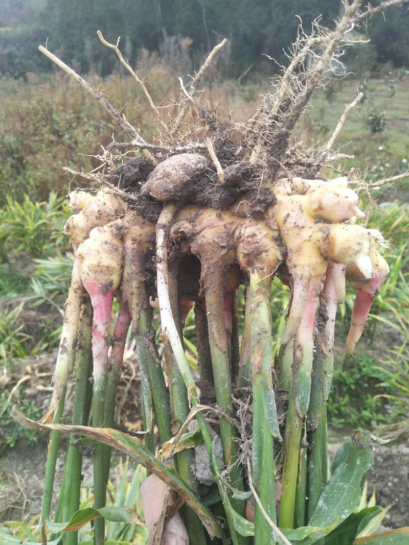 本地小黄姜姜味很浓郁
