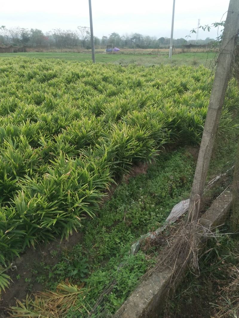 本地小黄姜姜味很浓郁