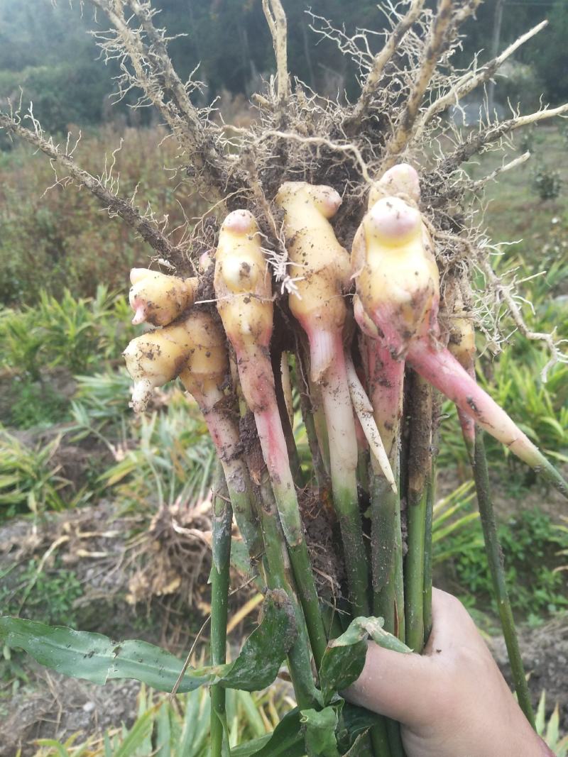 本地小黄姜姜味很浓郁