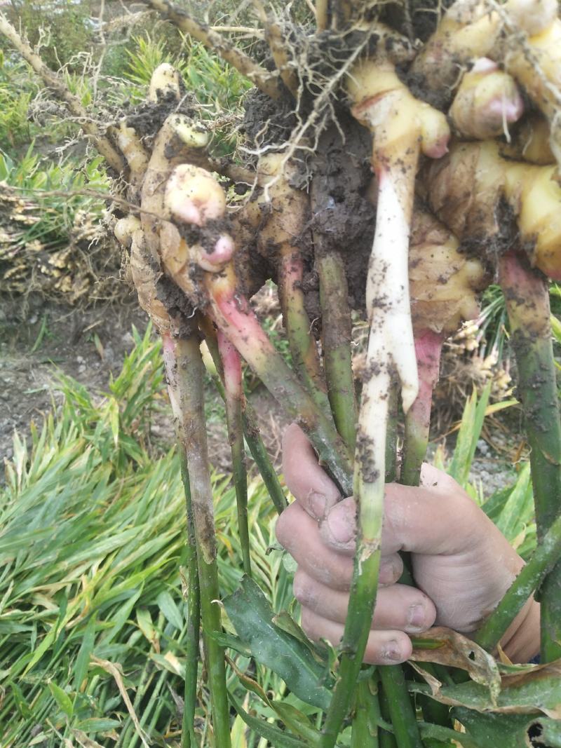 本地小黄姜姜味很浓郁