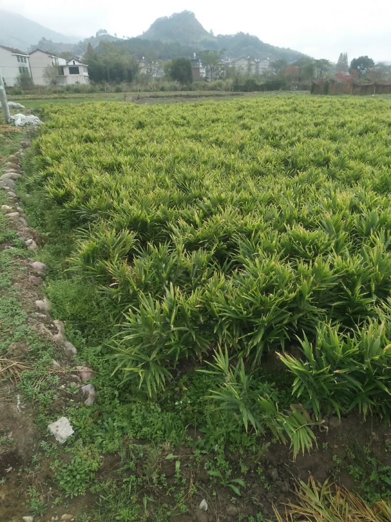 本地小黄姜姜味很浓郁