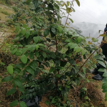 湘蕾5号花王金银花苗供应管理粗放抗病虫害强你种我回收
