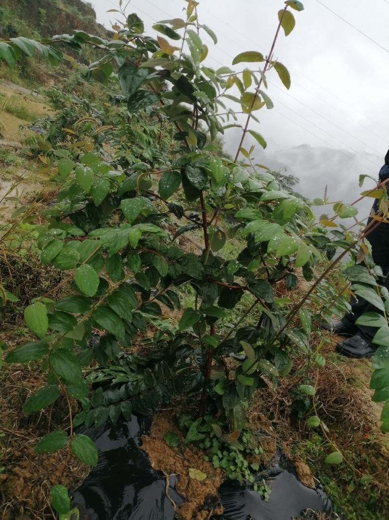 湘蕾5号花王金银花苗供应管理粗放抗病虫害强你种我回收