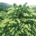 湘蕾5号花王金银花苗供应管理粗放抗病虫害强你种我回收