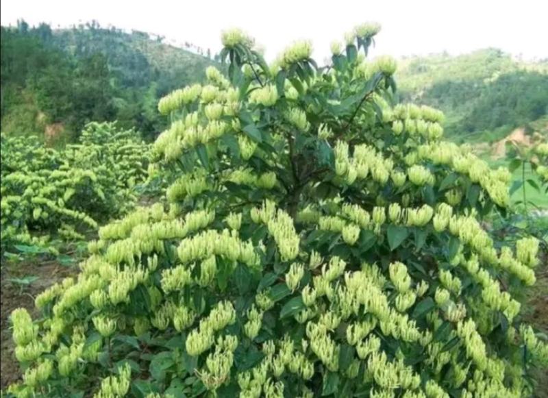 湘蕾5号花王金银花苗供应管理粗放抗病虫害强你种我回收