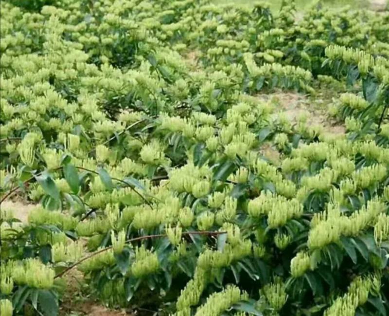 湘蕾5号花王金银花苗供应管理粗放抗病虫害强你种我回收
