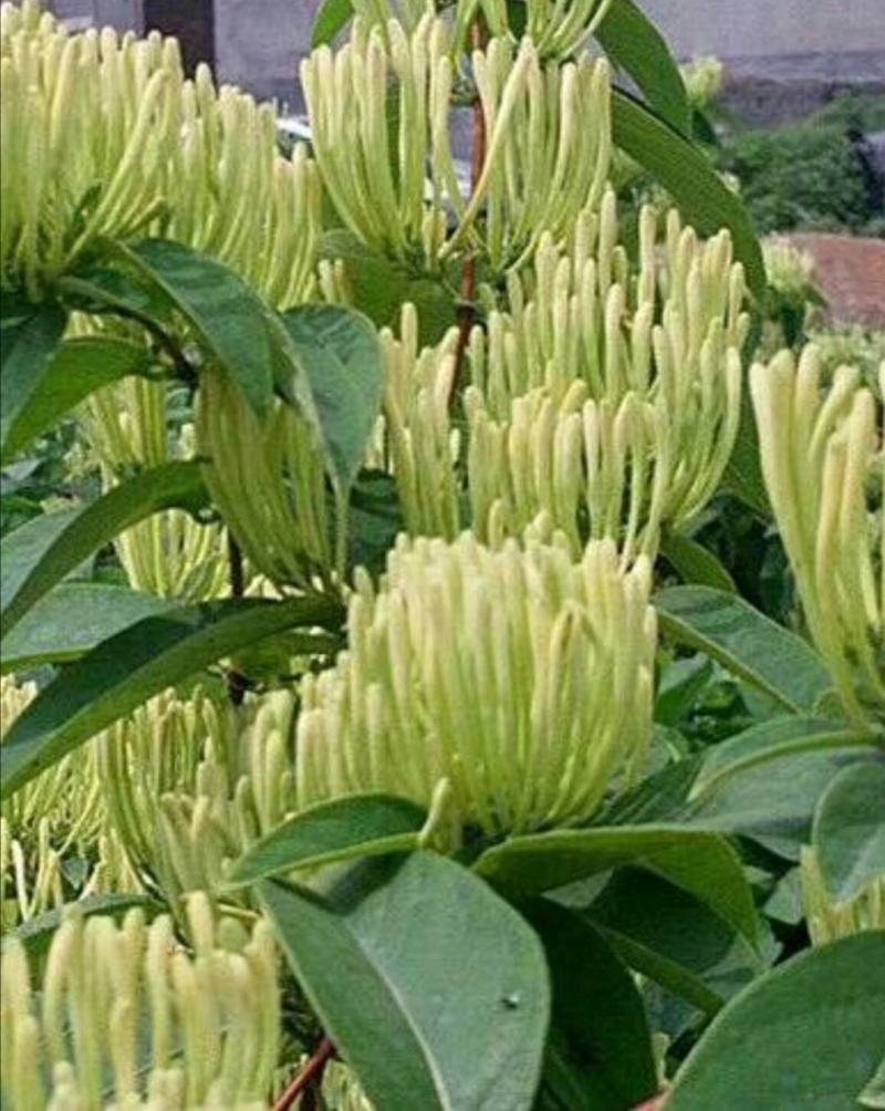 湘蕾5号花王金银花苗供应管理粗放抗病虫害强你种我回收