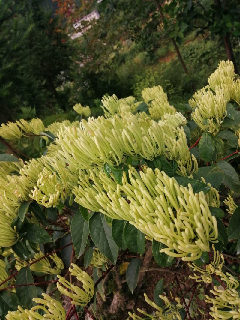 湘蕾5号花王金银花苗供应管理粗放抗病虫害强你种我回收