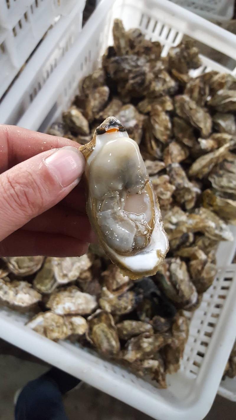 乳山生蚝牡蛎现捞现发，肉质肥嫩鲜美中国地标产品