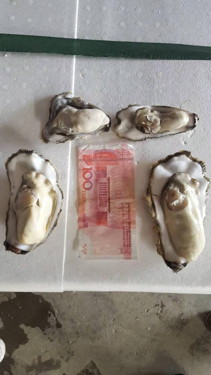 乳山生蚝牡蛎现捞现发，肉质肥嫩鲜美中国地标产品