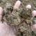 干牛粪,纯牛粪有机肥,蘑菇专用肥!果树专用肥,生物有机肥
