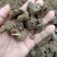 干牛粪蘑菇专用肥姬松茸专用肥果树专用有机肥可视频拿货看货