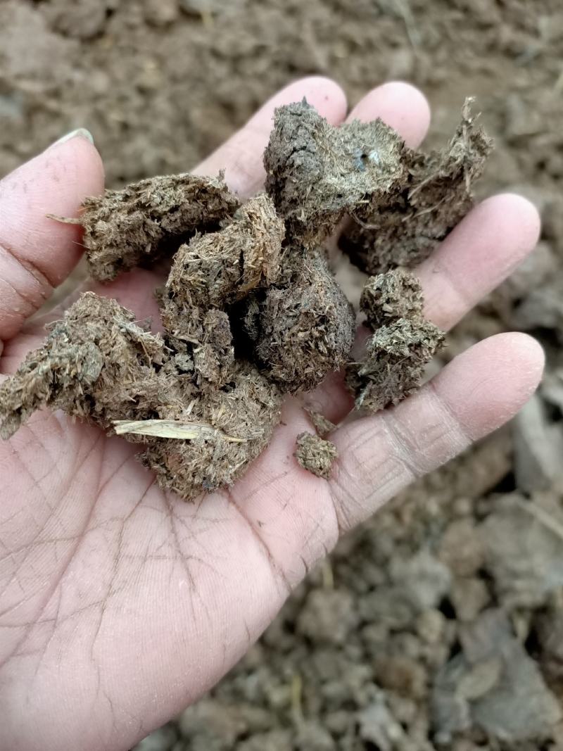 干牛粪蘑菇专用肥姬松茸专用肥果树专用有机肥可视频拿货看货