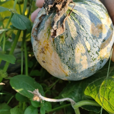 农户自产自销香芋南瓜