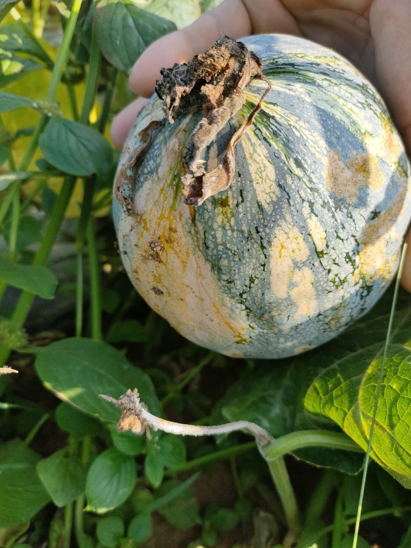 农户自产自销香芋南瓜