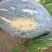 农户自产自销香芋南瓜