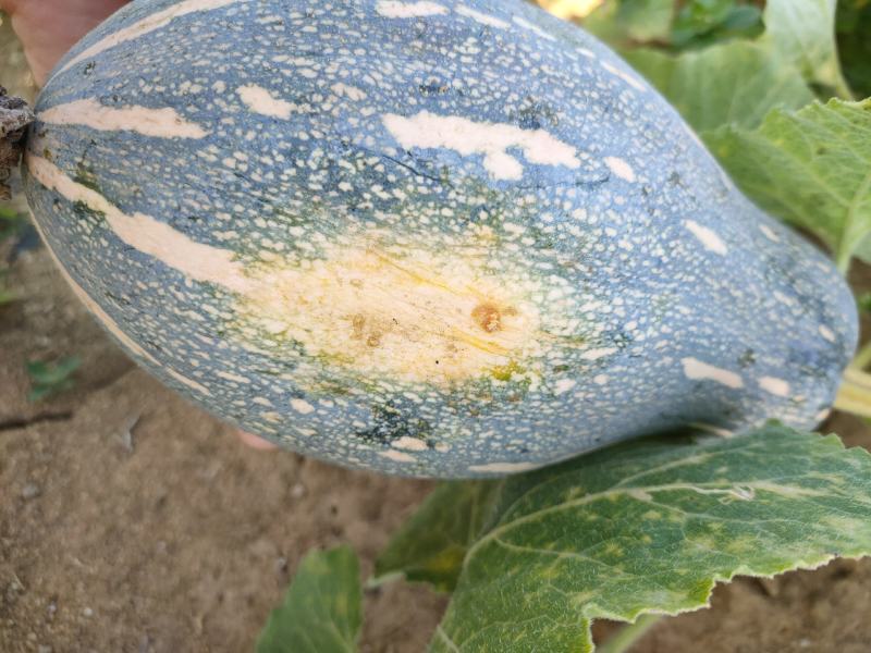 农户自产自销香芋南瓜