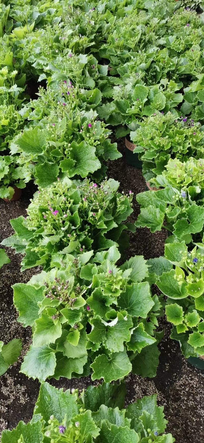 优质瓜叶菊大量上市，多种颜色，质量保障，信誉第一