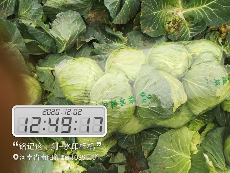 蔬菜圆包甘蓝，色泽青秀，个头均匀，重量2.5斤左右