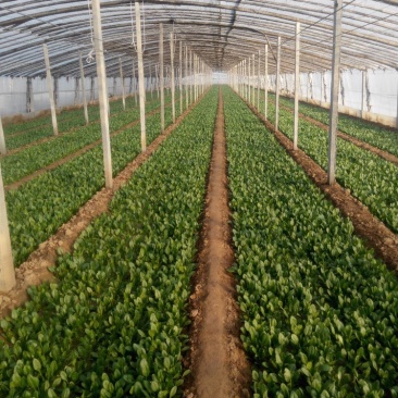 优质大棚菠菜大量上市质优价低