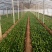 优质大棚菠菜大量上市质优价低