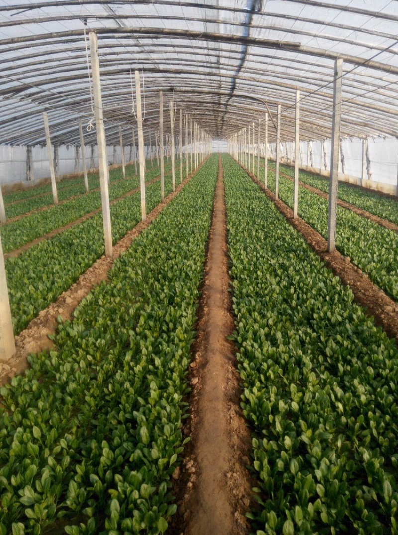 优质大棚菠菜大量上市质优价低
