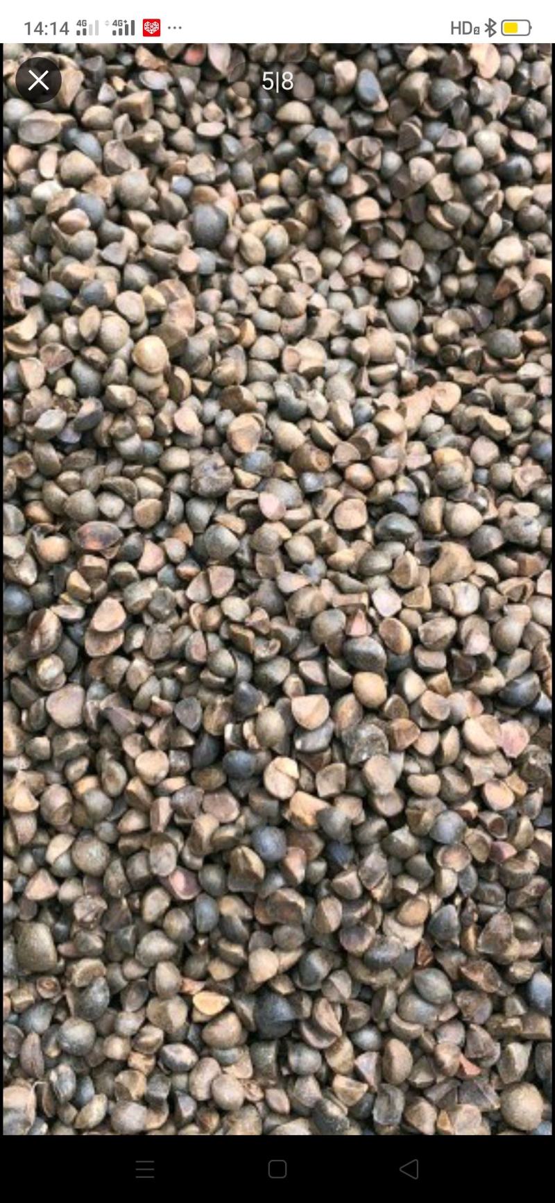 野生山茶籽，全干货，含水量10以下